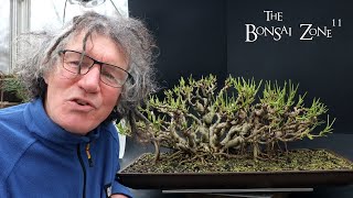 Working on My Banyan Style Schefflera Part 2 The Bonsai Zone Jan 2024 [upl. by Tera]