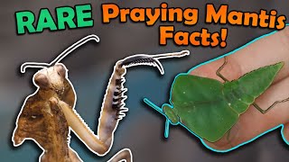 Unboxing RARE Praying Mantises [upl. by Eittel]