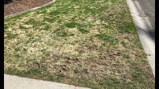 Renovate Your Lawn Using Seed  Dont Buy Sod [upl. by Erlina]