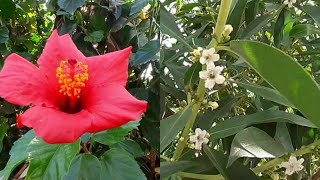 Hibiscus and Myoporum Laetum Flowers [upl. by Henley849]