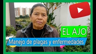 Insecticida casero para plantas con AJO  súper Efectivo [upl. by Raynah]