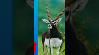 Bishnoi Samaj 🦌🦌🦌🦌🦌🦌Ki kahani Kya Hai  Hindi  Best True Line Hindi [upl. by Lenni]