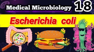 Escherichia coli part 1 شرح بالعربي Morphology habitat Transmission infections Pathogenesis [upl. by Grantham]