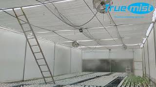 Mist Fog System for Greenhouse  Green Polyhouse  Hydroponic Farm [upl. by Nannerb657]