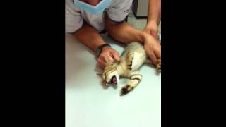 My kitten is getting his temperature taken by the vet Instagram JunnyLovers [upl. by Linden]