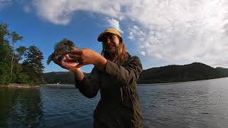 Smallmouth Fishing on Chillhowee Lake TN [upl. by Ojillib]