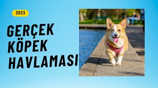 Gerçek Havlayan Köpek Sesi  Dog Barking Sound Yüksek Kalite amp 1 Saatlik Versiyon [upl. by Cummings]