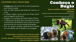 Bugio Nome Científico guariba clamitans Primata Cerrado Alouatta [upl. by Sergu261]