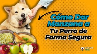 ¿Pueden los perros comer manzanas [upl. by Nidroj]