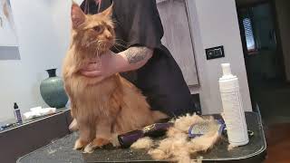 Grooming Super Red Maine Coon Cat 😺💖💖  Toelettatura di un Meraviglioso Maine Coon Red 😺✂️💫 [upl. by Virgy374]