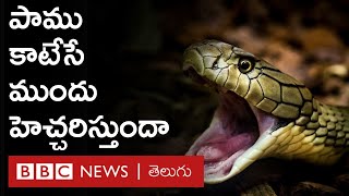 Snake Bite పాము కాటేసే ముందు హెచ్చరిస్తుందా అలాంటప్పుడు ఏం చేయాలి  BBC Telugu [upl. by Izogn974]