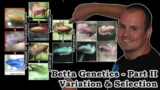 Part II Betta Genetics  Variation amp Selection [upl. by Airehtfele]