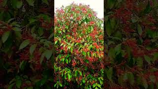 Hamelia patens  fire bush plant  Beautiful flowers plant [upl. by Liagibba159]