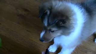 Sheltie Puppy Barks [upl. by Jessey]