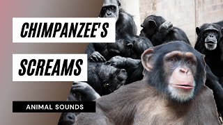 The Animal Sounds Chimpanzees Screams  Sound Effect  Animation [upl. by Ellatsyrc]