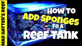 How to Clean a Sponge Filter  3 Bonus Tips [upl. by Arenahs847]