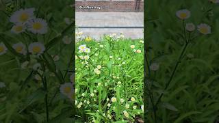 개망초 Cúc fleabane bichphanvlog개망초데이지daisy여름꽃꽃덕성여대덕성여자대학교hànquốckoreaseoulseoullife여름꽃 [upl. by Brockwell]