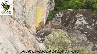 Espectáculo de linces en su habitad natural [upl. by Reni]