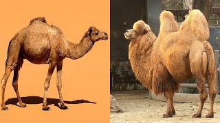 Comparing Dromedary and Bactrian Camels [upl. by Hortensia]