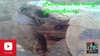 La Pulmonia en las tortugas  DiarioAnimal [upl. by Marco167]