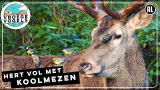 Koolmezen plukken hertenluisvliegen uit vacht van edelhert  Zelf Geschoten  Vroege Vogels [upl. by Shaina518]