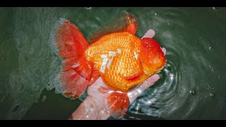 Top Beautiful goldfish in farm [upl. by Lorri]