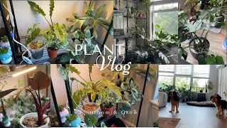 Repot w me  Plant chit chat [upl. by Odlanar686]