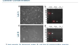 Cell Culture Masterclass A 10Point Plan to Prevent Contamination [upl. by Edan]