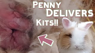 🐰Penelope the Lionhead Rabbit Gives Birth BABY BUNNIES BORN [upl. by Dygal]