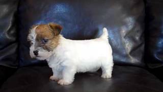 Jack Russell Terrier puppy quotBearquot [upl. by Fineman]