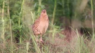 Przepiórka Coturnix coturnix  odgłosy [upl. by Nirahs]