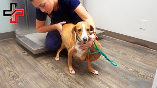 Dog with UNBELIEVABLY HUGE TUMOR surrendered to shelter is saved by Vet Ranch before euthanasia [upl. by Chicky177]