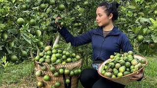 Harvest the lemon garden to bring to the market to sell [upl. by Pearlman]