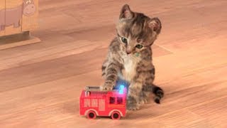 Little Kitten My Favorite Cat Play Fun Pet Care Game for Children [upl. by Bensky]