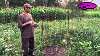 How to Grow Persimmon Trees  American Fruit Trees On Grafted Rootstock [upl. by Alakam438]