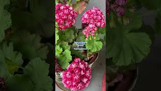 flowers blooming autumn naturelovers tempreture minus 3 mimc Devachan Campus lehladakh2024 [upl. by Ferdie]