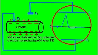 Méthodes dobtention dun potentiel daction monophasique [upl. by Armstrong]