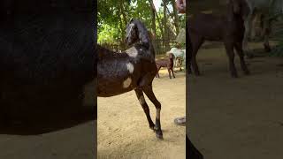 Mecobalamin Injection NUROKIDXL sudhirdebbarma4378 shortvideo goat animals viralvideo [upl. by Sup367]