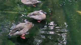 A group of Brazilian teals [upl. by Aguie520]