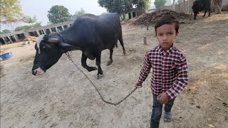 Bilal ki nae video  Bahut dino ki bad agya [upl. by Terrena]