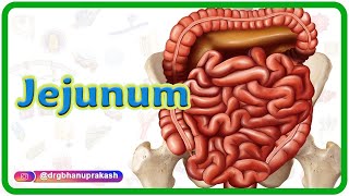 Jejunum Gross anatomy Blood supply Venous drainage Nerve supply and Histology  USMLE Step 1 [upl. by Adamson510]