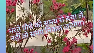 oleanderplant hybrid oleander plant root pruning repotting in same potकनेर के पौधे की repotting [upl. by Mcafee]