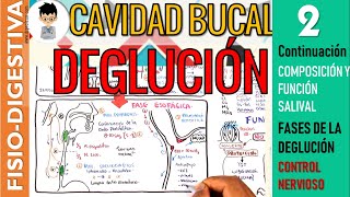 FISIOLOGIA de la SALIVA Regulación NERVIOSA FASES DE LA DEGLUCIÓN Oral Faríngea Esofágica DIGE [upl. by Suiramaj]