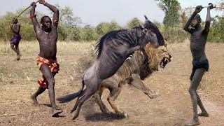 Angry Wildebeest attacks Lion very hard Wild Animals Attacks [upl. by Gnouhc]