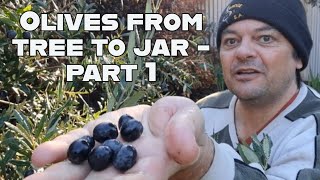 Preserving Olives From Tree To Jar  Part 1 Harvesting Preparing amp Soaking Your Olives [upl. by Malley]