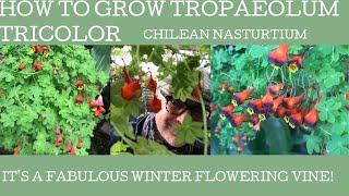 How to grow Tropaeolum tricolor also know as the Chilean nasturtium its a sensational climber [upl. by Woll]