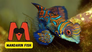 ABC Sea Creatures Song 🎶  Fun Learning Video  Explore Ocean Animals for Kids  abcd kids [upl. by Johnnie910]