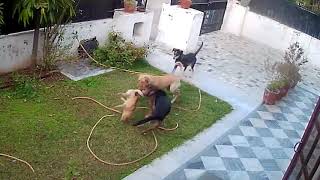 Gang of street dogs attacked pet dog No mercy Tragic ending [upl. by Annahsad991]