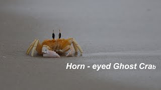 Orange Crab  Horneyed Ghost Crab  4K [upl. by Ahserb927]