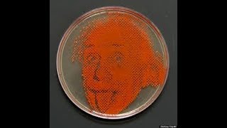 Agar art with living microbes [upl. by Zetrok412]